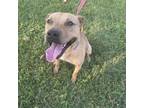 Adopt Russel a Mixed Breed