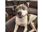 Adopt Neville a Pit Bull Terrier