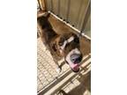 Adopt Thor a Catahoula Leopard Dog, Great Dane
