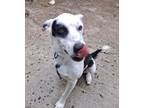 Adopt RHYS a Mixed Breed