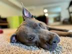 Adopt Ricky Bobby a Staffordshire Bull Terrier