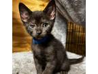 Adopt Marco a Domestic Short Hair