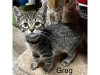 Adopt Greg a Domestic Short Hair