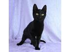 Adopt Jet a Domestic Short Hair