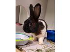 Adopt Sprite a American, Bunny Rabbit