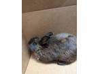 Adopt Fanta a American, Bunny Rabbit
