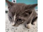 Adopt Rambo a Domestic Short Hair