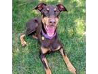 Adopt 7824 Porkchop a Doberman Pinscher