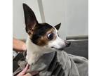 Adopt Wishbone a Terrier
