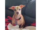 Adopt Peanut a Dachshund