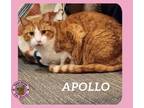 Adopt Apollo a Domestic Short Hair