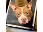 Adopt Vince a Pit Bull Terrier
