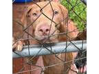 Adopt Charlie a Mixed Breed