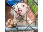 Adopt Willy a Mixed Breed