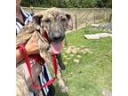 Adopt Dill a Mixed Breed