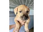 Adopt Frank Lucas a Mixed Breed