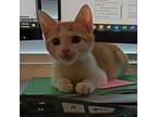 Adopt Gilbert a Domestic Short Hair