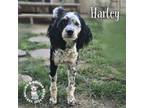 Adopt Harley - NO LONGER ACCEPTING APPLICATIONS a Aussiedoodle