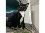 Adopt Badger a Domestic Short Hair