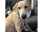 Adopt Logan a Yellow Labrador Retriever