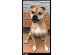 Adopt Nugget a Staffordshire Bull Terrier, Mixed Breed