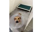 Adopt Napa a Mixed Breed