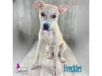 Adopt Freckles a Catahoula Leopard Dog, Terrier