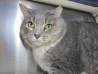 Adopt Baby Girl a Domestic Short Hair