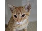 Adopt Pumpkin Spice a Domestic Short Hair