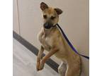 Adopt Cheddar Bay Biscuit a Shepherd, Terrier