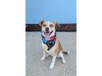 Adopt Wendy a Terrier, Mixed Breed