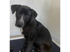 Adopt Julia a Terrier, Mixed Breed