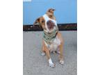Adopt Petunia a Hound, Mixed Breed