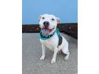 Adopt Viper a Pit Bull Terrier, Mixed Breed