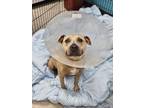 Adopt Anabelle a Pit Bull Terrier, Mixed Breed