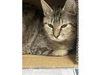Adopt Tabitha a Domestic Short Hair