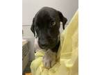 Adopt Jackie a Retriever, Mixed Breed