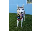 Adopt Dipsy a Husky, Mixed Breed