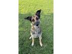 Adopt Lola a German Shepherd Dog, Mixed Breed