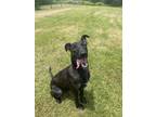 Adopt Luna a Dutch Shepherd, Mixed Breed