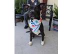 Adopt Saturn a Terrier, Mixed Breed