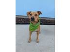 Adopt Candy a American Staffordshire Terrier, Mixed Breed