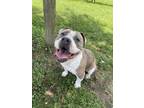 Adopt Valerie a Terrier, Mixed Breed