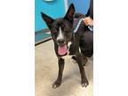 Adopt Mouse a Husky, Mixed Breed