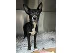Adopt Gidget a Pit Bull Terrier, Mixed Breed
