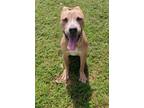 Adopt Lillian a Terrier, Mixed Breed