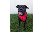 Adopt Phoebe a Retriever, Mixed Breed
