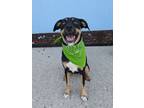 Adopt Baby a Rottweiler, Mixed Breed