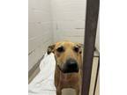 Adopt Tasha a Black Mouth Cur, Mixed Breed