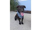 Adopt Tink a Dachshund, Mixed Breed